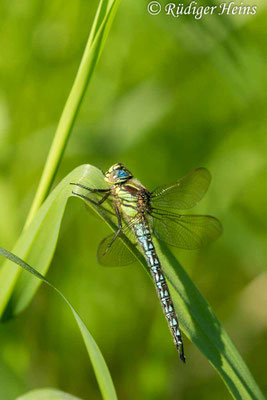 Brachytron pratense, Früher Schilfjäger, Männchen