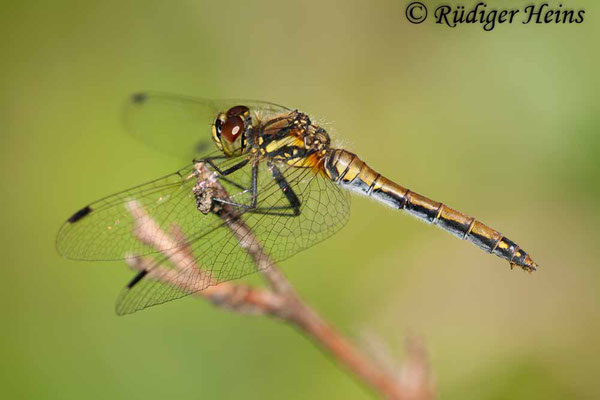 Sympetrum danae (Schwarze Heidelibelle) Weibchen, 3.8.2008