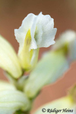 Ceratocapnos claviculata (Rankender Lerchensporn), 18.4.2019