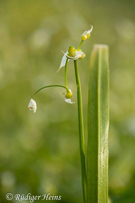 Allium paradoxum (Wunder-Lauch), 21.4.2020