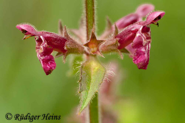 Stachys sylvatica (Wald-Ziest), 21.6.2009