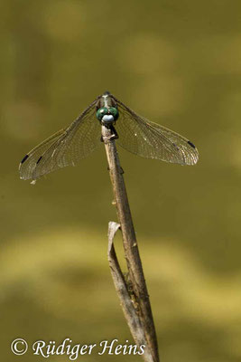 Orthetrum albistylum (Östlicher Blaupfeil) Männchen, 22.6.2017