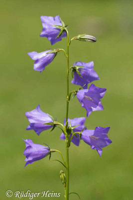 Campanula persicifolia (Pfirsichblättrige Glockenblume), 27.5.2024