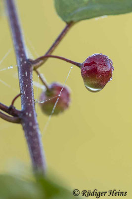 Rhamnus frangula (Faulbaum), 27.7.2023