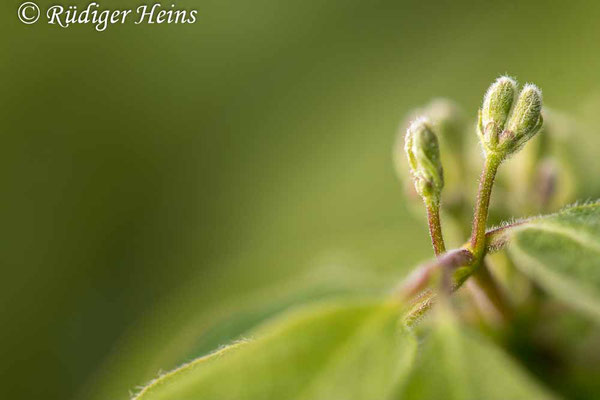 Rote Heckenkirsche (Lonicera xylosteum) Knospe, 3.5.2022 - Makroobjektiv 180mm f/3.5