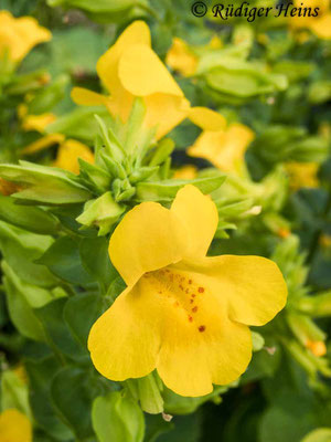 Mimulus guttatus (Gelbe Gauklerblume), 18.6.2023