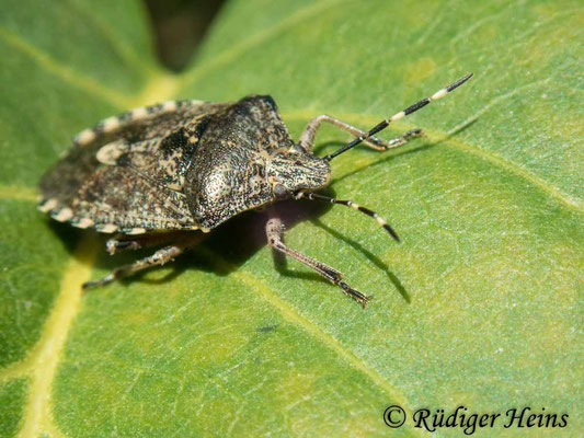 Rhaphigaster nebulosa (Graue Gartenwanze)