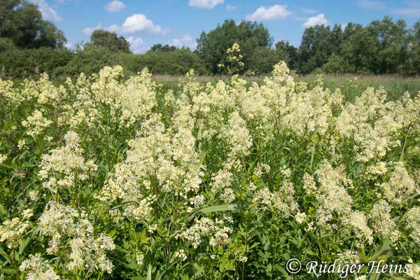 Thalictrum flavum (Gelbe Wiesenraute), 7.6.2024