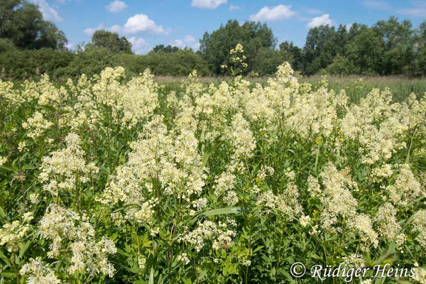 Thalictrum flavum (Gelbe Wiesenraute)
