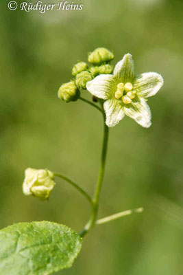 Bryonia alba (Weiße Zaunrübe), 23.7.2021