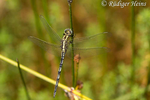 Orthetrum trinacria (Langer Blaupfeil) Weibchen, 24.6.2018