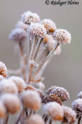 Tanacetum vulgare (Rainfarn), 27.11.2018