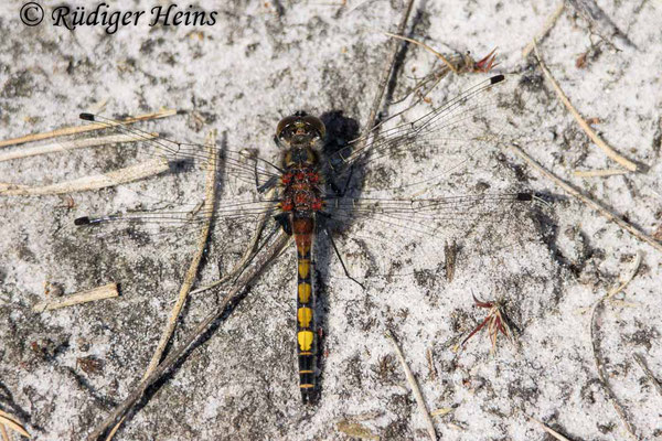 Leucorrhinia pectoralis (Große Moosjungfer) Männchen, 16.5.2025