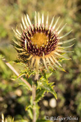 Carlina vulgaris (Golddistel)
