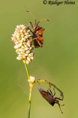 Coreus marginatus (Lederwanze)