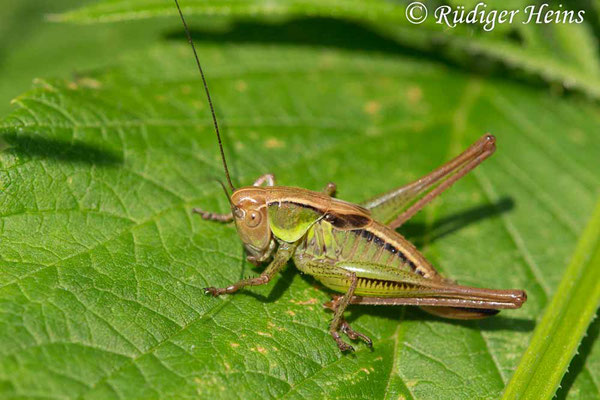 Roeseliana roeselii (Roesels Beißschrecke) Weibchen Larve, 26.6.2019