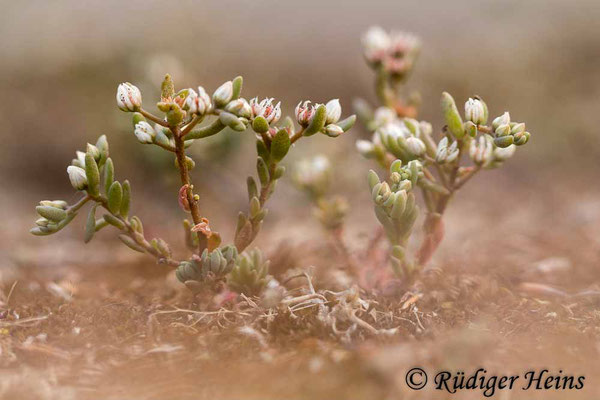 Sedum album (Weiße Fetthenne), 16.6.2022