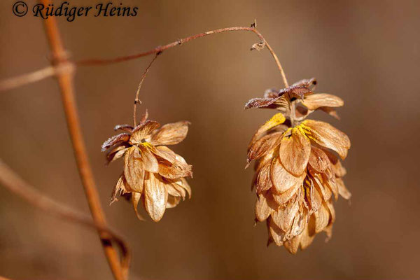 Humulus lupulus (Echter Hopfen), 28.11.2018