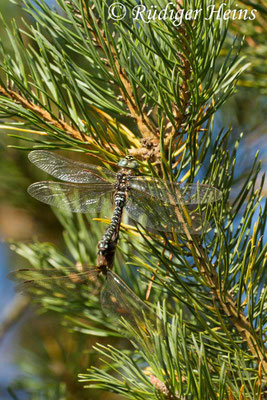 Aeshna subarctica, Hochmoor-Mosaikjungfer, Paarung