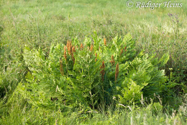 Osmunda regalis (Königsfarn), 26.6.2019