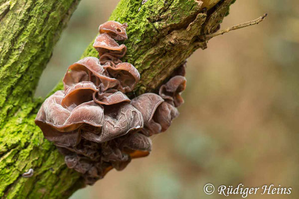 Judasohr (Auricularia auricula-judae), 18.12.2021 - Makroobjektiv 100mm f/2.8