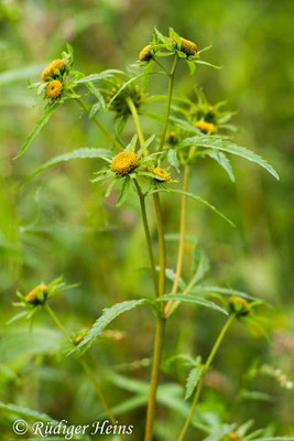 Bidens radiata (Strahliger Zweizahn)