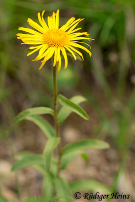 Arnica montana (Echte Arnika)