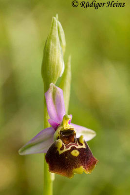 Ophrys holoserica (Hummel-Ragwurz), 21.5.2015