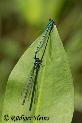 Coenagrion puella (Hufeisen-Azurjungfer) Tandem, 31.5.2018