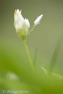 Allium ursinum (Bärlauch), 11.5.2023