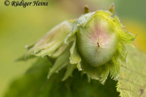 Corylus avellana (Gemeine Haselnuss), 14.7.2022