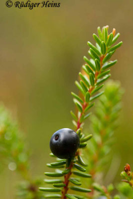 Empetrum nigrum (Schwarze Krähenbeere), 11.7.2017