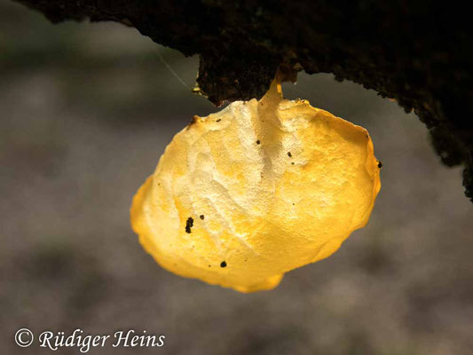 Tremella mesenterica (Goldgelber Zitterling), 20.1.2021