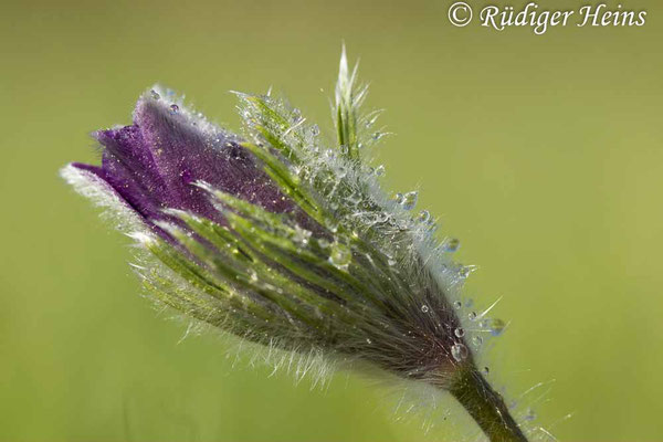 Pulsatilla vulgaris (Gewöhnliche Küchenschelle), 18.4.2024