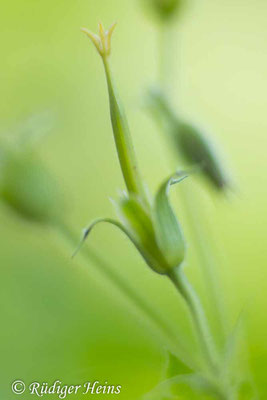 Geranium endressii (Basken-Storchschnabel), 14.6.2024