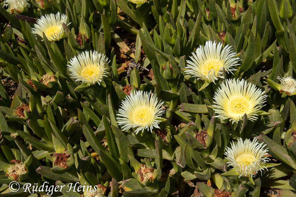 Carpobrotus edulis (Essbare Mittagsblume), 23.5.2022