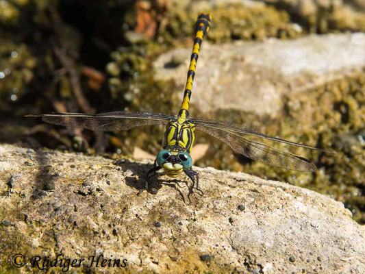 Onychogomphus uncatus (Große Zangenlibelle) Männchen, 20.6.2017