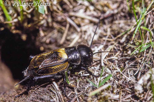 Gryllus campestris (Feldgrille) Männchen, 17.6.1988 (Scan vom Dia)