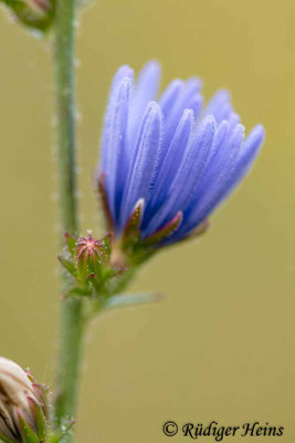 Cichorium intybus (Gemeine Wegwarte), 20.7.2021