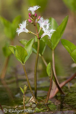 Menyanthes trifoliata (Fieberklee), 7.5.2023