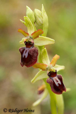 Ophrys sphegodes (Spinnen-Ragwurz)
