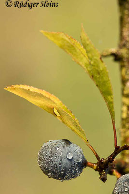 Prunus spinosa (Schlehe oder Schwarzdorn), 20.9.2022