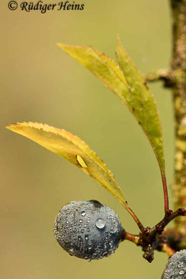 Prunus spinosa (Schlehe oder Schwarzdorn)