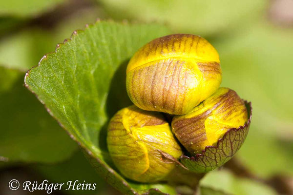 Caltha palustris (Sumpfdotterblume)