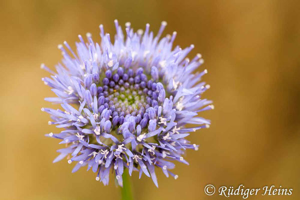 Jasione montana (Berg-Sandglöckchen), 27.6.2009