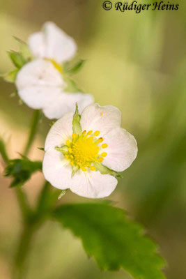 Fragaria vesca (Wald-Erdbeere)