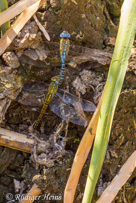 Aeshna affinis, Südliche Mosaikjungfer, Eiablage