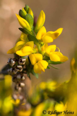 Genista anglica (Englischer Ginster)