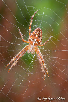 Araneus diadematus (Gartenkreuzspinne), 30.8.2009