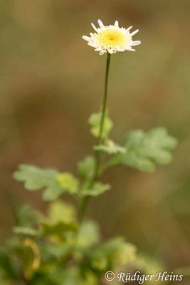 Tanacetum parthenium (Mutterkraut), 24.10.2020